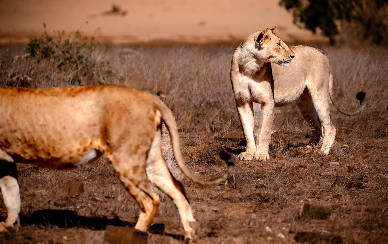 Loni Safari Parco dell Tsavo Kenya